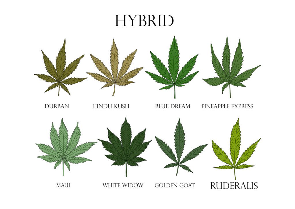 Hybrid