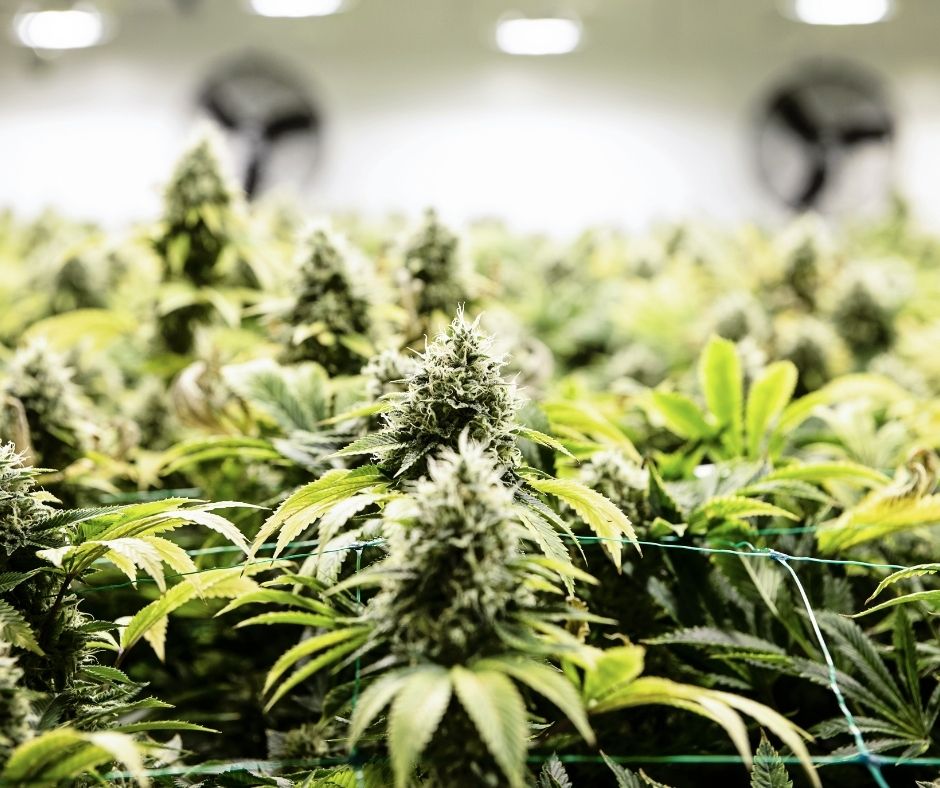 กัญชานอก