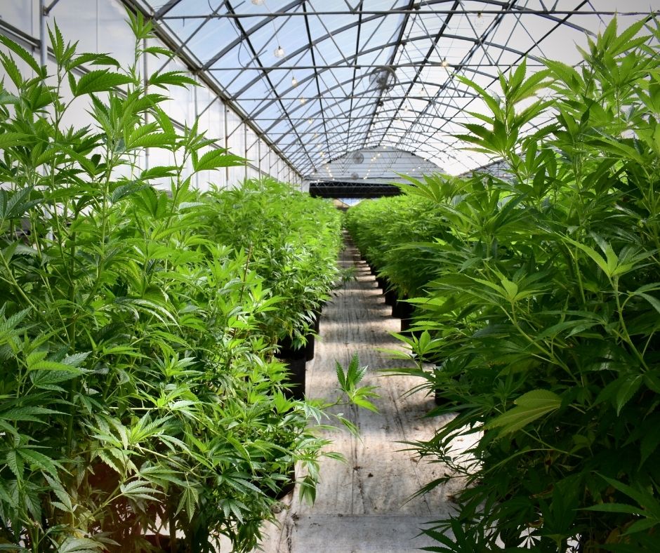 กัญชานอก