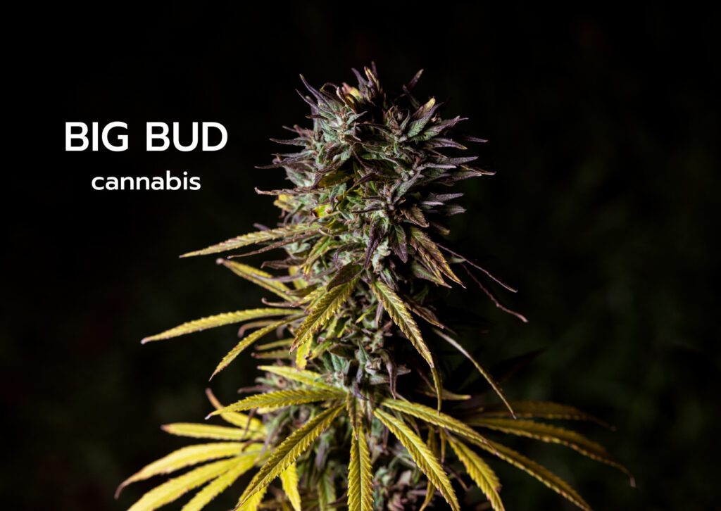 สายพันธุ์กัญชา