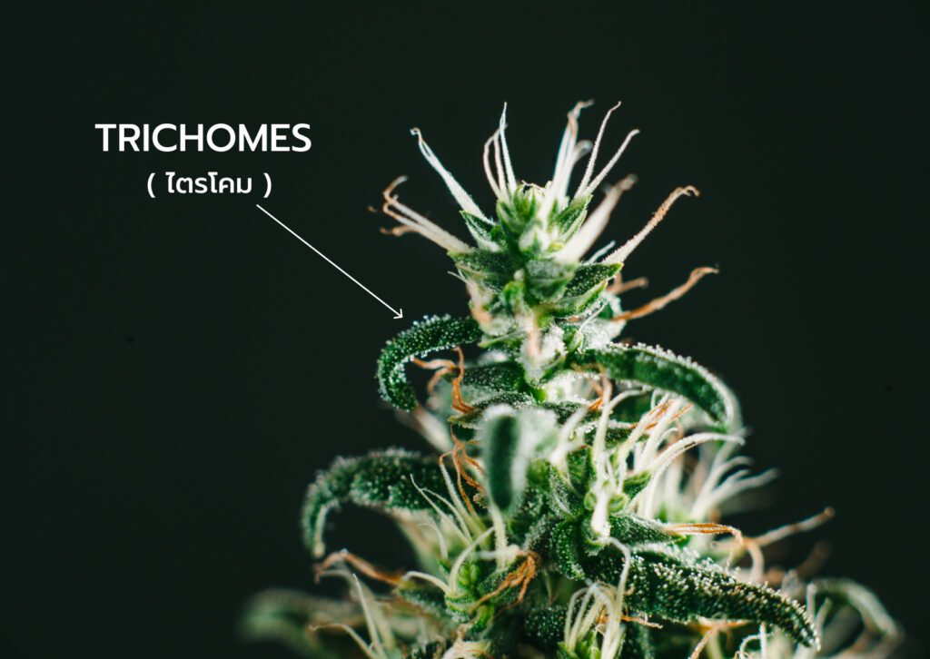 liveresin คืออะไร