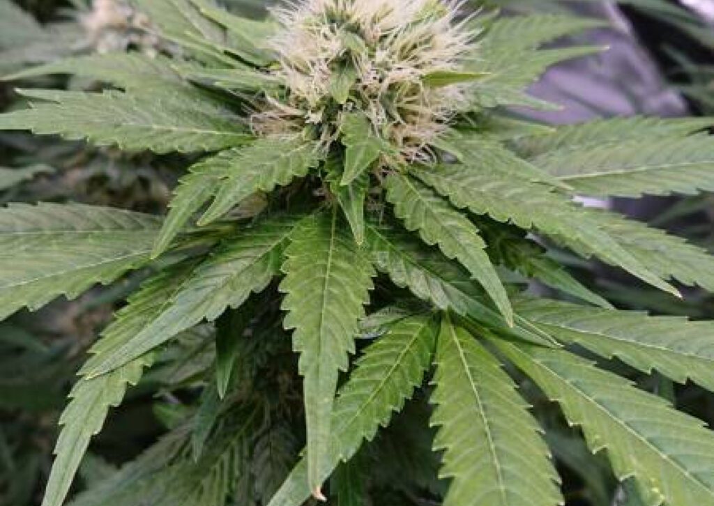 royal queen seeds Exotic