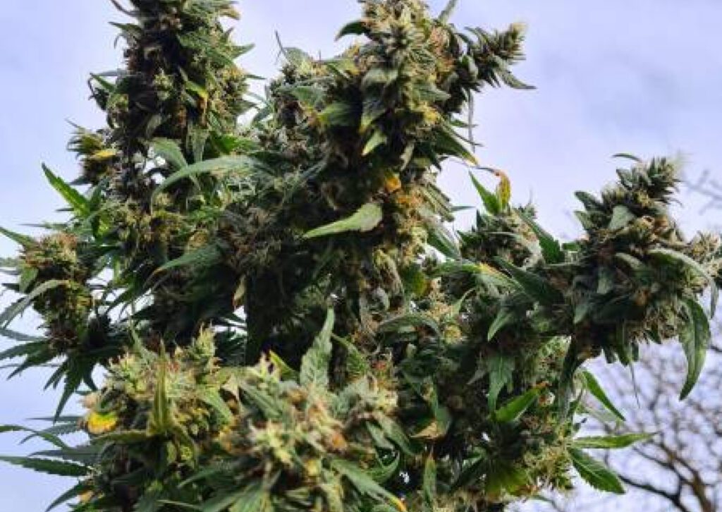 royal queen seeds Exotic