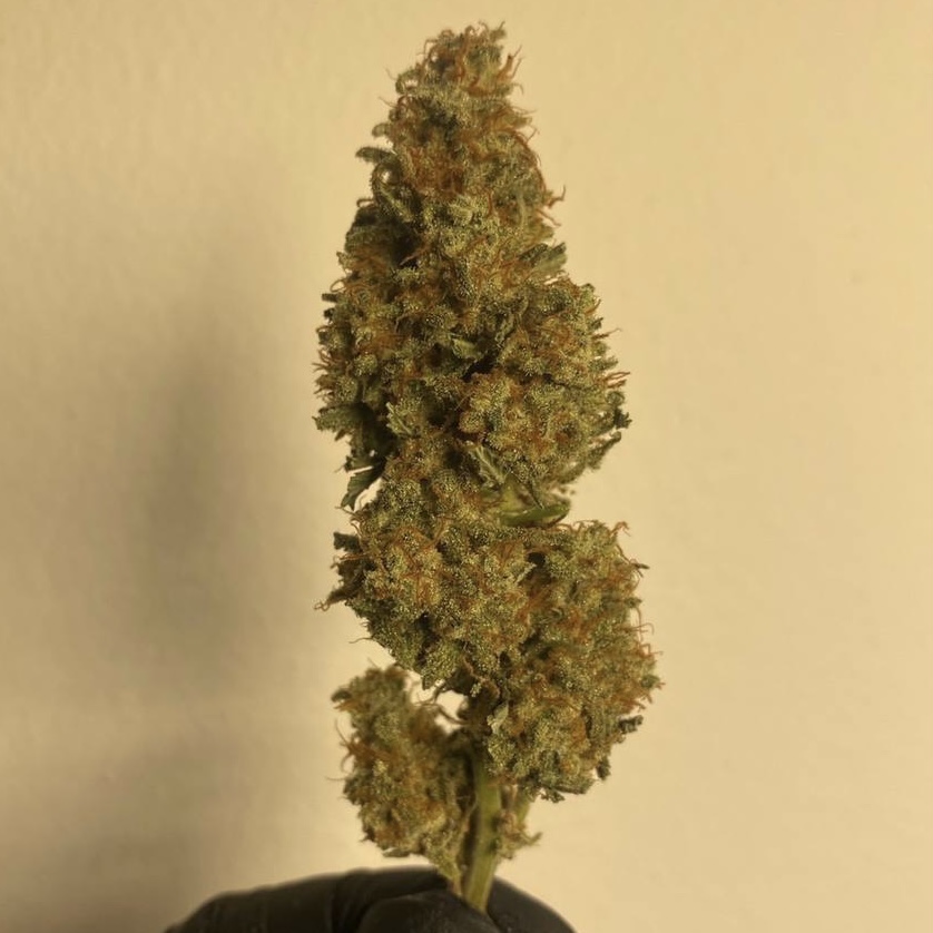 กัญชา, น้ำมันกัญชา, บุหรี่กัญชาไฟฟ้า, กัญชาไฟฟ้า, บุหรี่ไฟฟ้ากัญชา, ขนมกัญชา, เยลลี่กัญชา, กัญชาทางการแพทย์, ขนมอวกาศ, กัญชาVape