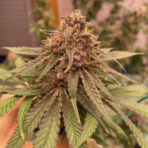 กัญชา, น้ำมันกัญชา, บุหรี่กัญชาไฟฟ้า, กัญชาไฟฟ้า, บุหรี่ไฟฟ้ากัญชา, ขนมกัญชา, เยลลี่กัญชา, กัญชาทางการแพทย์, ขนมอวกาศ, กัญชาVape