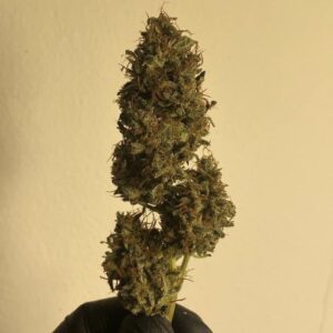 กัญชา, น้ำมันกัญชา, บุหรี่กัญชาไฟฟ้า, กัญชาไฟฟ้า, บุหรี่ไฟฟ้ากัญชา, ขนมกัญชา, เยลลี่กัญชา, กัญชาทางการแพทย์, ขนมอวกาศ, กัญชาVape