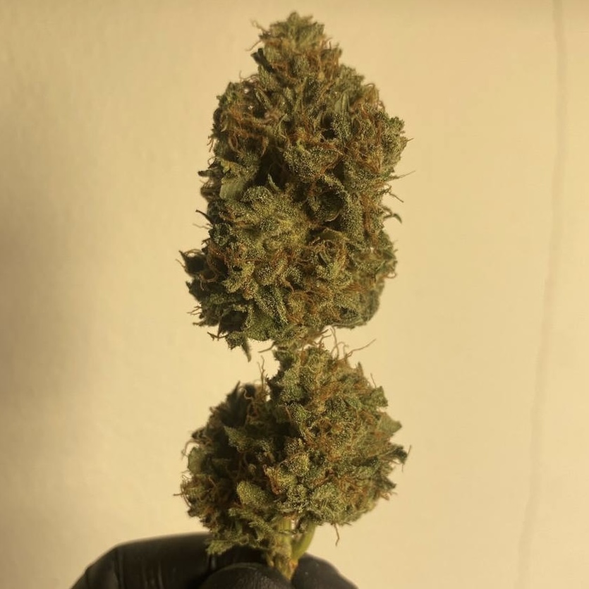 กัญชา, น้ำมันกัญชา, บุหรี่กัญชาไฟฟ้า, กัญชาไฟฟ้า, บุหรี่ไฟฟ้ากัญชา, ขนมกัญชา, เยลลี่กัญชา, กัญชาทางการแพทย์, ขนมอวกาศ, กัญชาVape