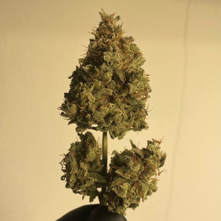 กัญชา, น้ำมันกัญชา, บุหรี่กัญชาไฟฟ้า, กัญชาไฟฟ้า, บุหรี่ไฟฟ้ากัญชา, ขนมกัญชา, เยลลี่กัญชา, กัญชาทางการแพทย์, ขนมอวกาศ, กัญชาVape