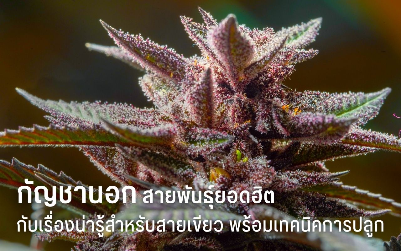 กัญชานอก