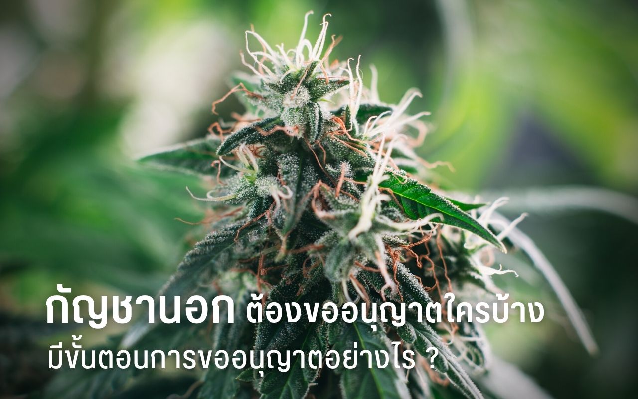 กัญชานำเข้า