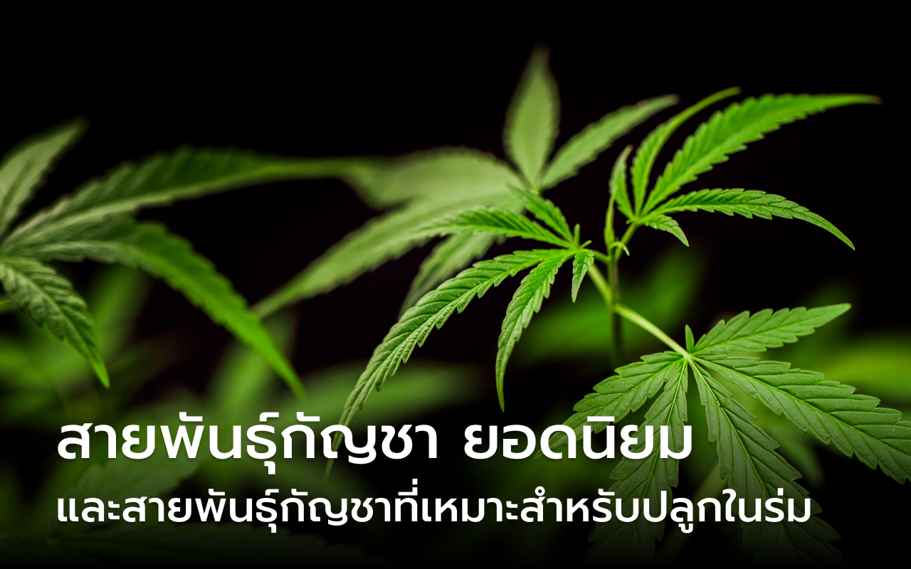 สายพันธุ์กัญชา