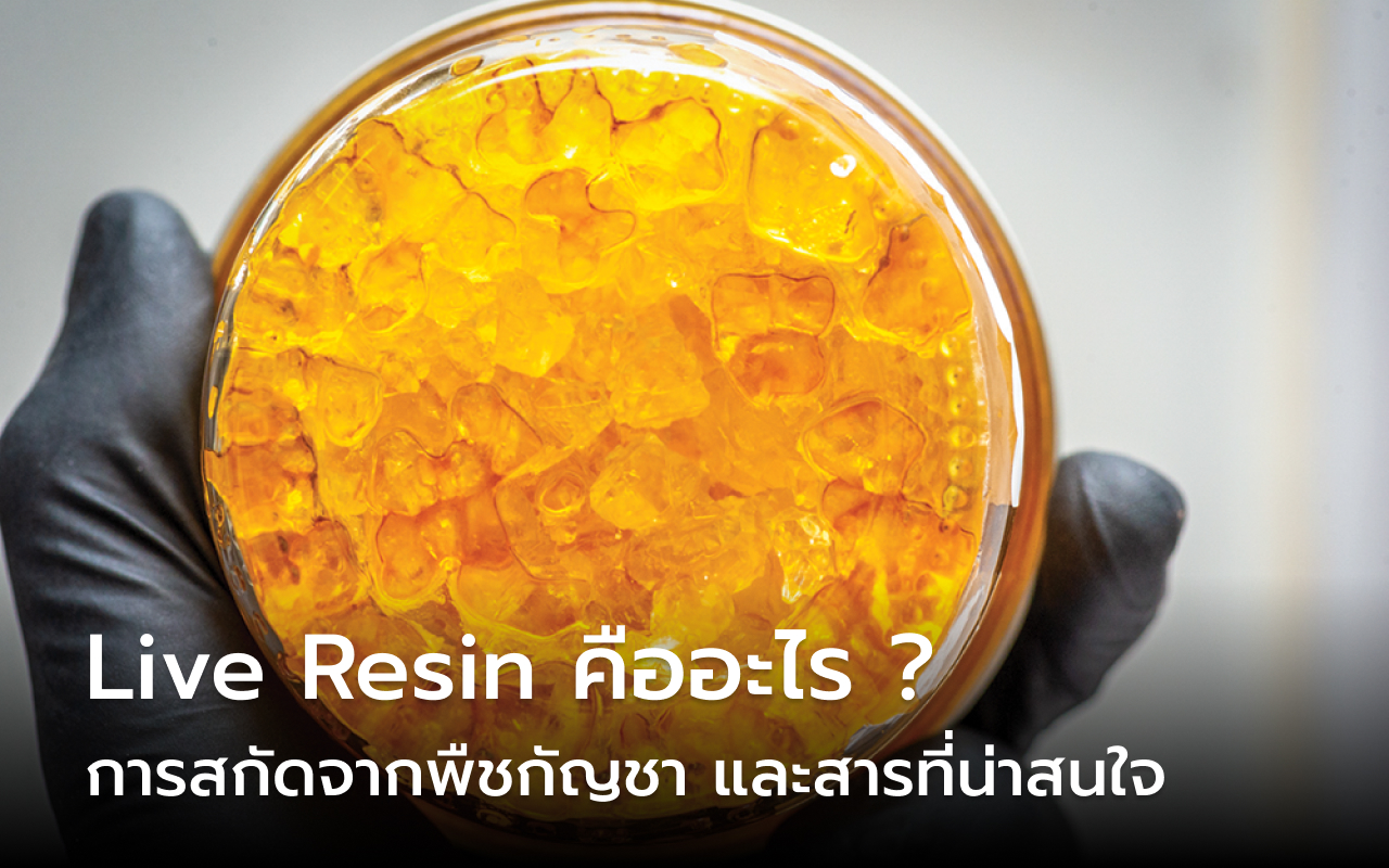 liveresin คืออะไร
