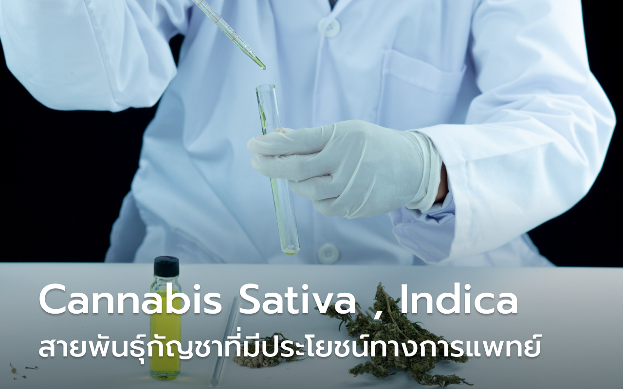 Cannabis Sativa