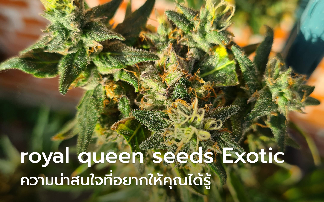 royal queen seeds Exotic